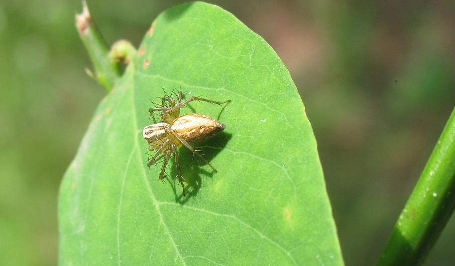 Oxyopes lineatus - Sostegno (BL)